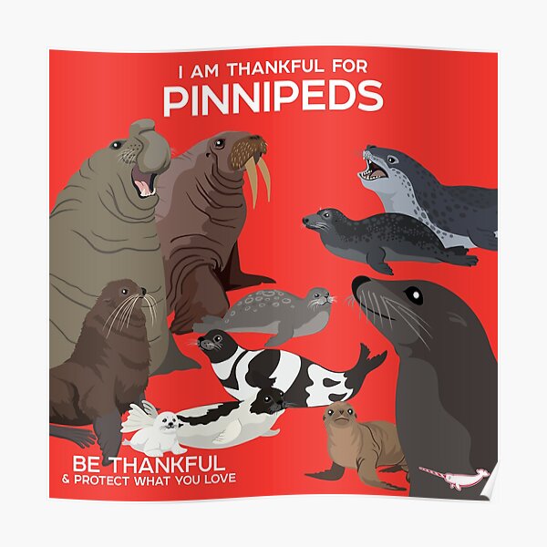 I Am Thankful For Pinnipeds Poster