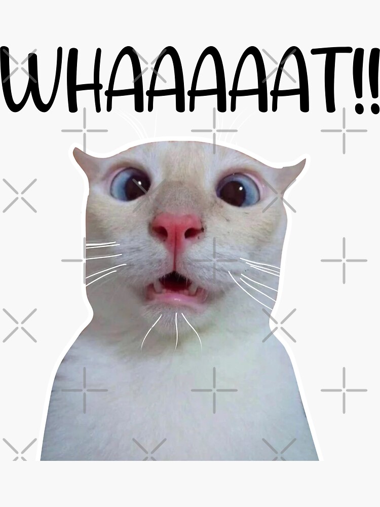 Cat Meme Coaster Funny Striped Cat Coaster Surprised Kitty 