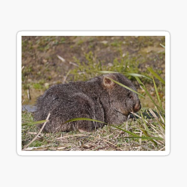 Item preview, Young Wombat, Mt William National Park, Tasmania, Australia designed and sold by Margaret  Hyde.