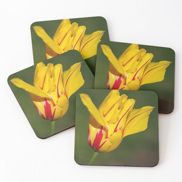 Item preview, Yellow Red Striped Tulip designed and sold by Joy Watson - Natural Light Photography .