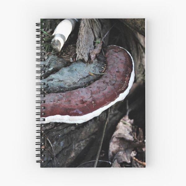 Item preview, Red-belted Polypore (Fomitopsis pinicola) designed and sold by Kathleen Daley.
