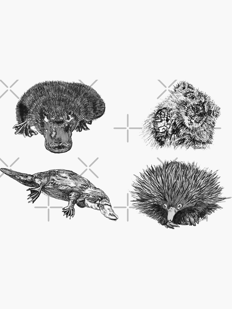 Land 2- 2x Platypus, Echidna and Wombat x 4 by Wildcard-Sue