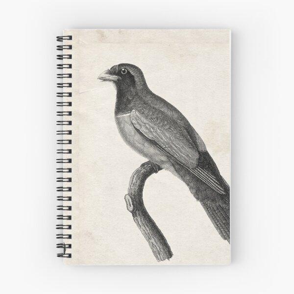 Item preview, 1809 Engraving of Red-bellied Couroucou designed and sold by Gin  Neko.