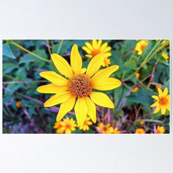 Item preview, Yellow Oxeye Daisy False Sunflower  designed and sold by AmaTierra.