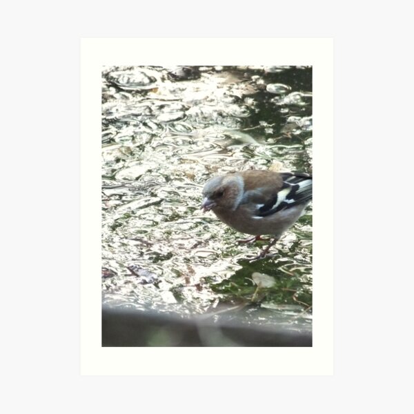 Bird on frozen pond Art Print