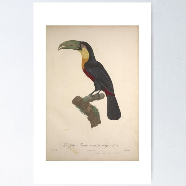 Item preview, Historia natural de las aves del paraíso designed and sold by Bird-Lore.