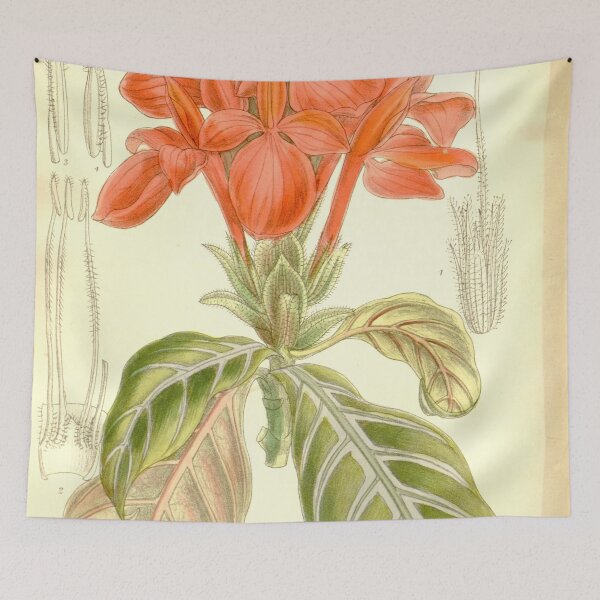 Item preview, Aphelandra fascinator 137 8398 designed and sold by EsotericBotanic.