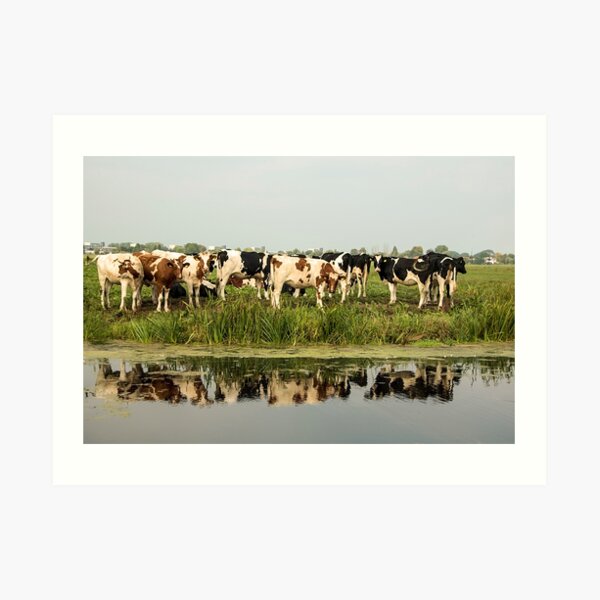 Cows and their reflective image Art Print