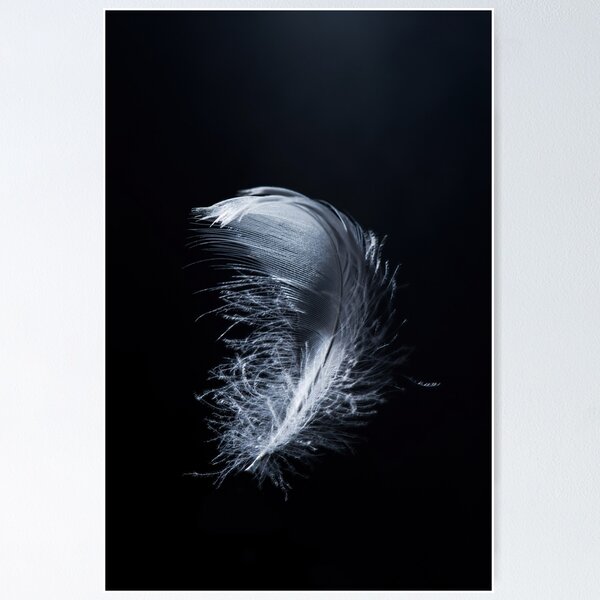 Item preview, white swan feather on black background designed and sold by lenaivanova.