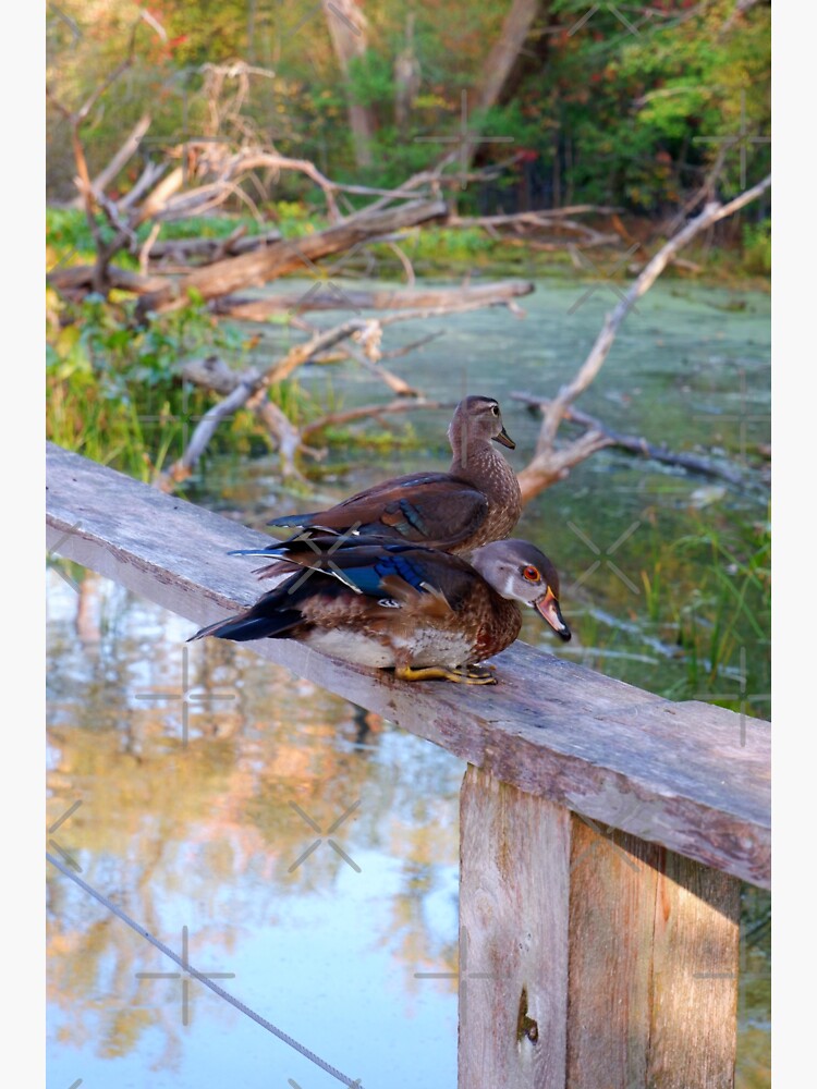 ducks unlimited stationery greeting cards