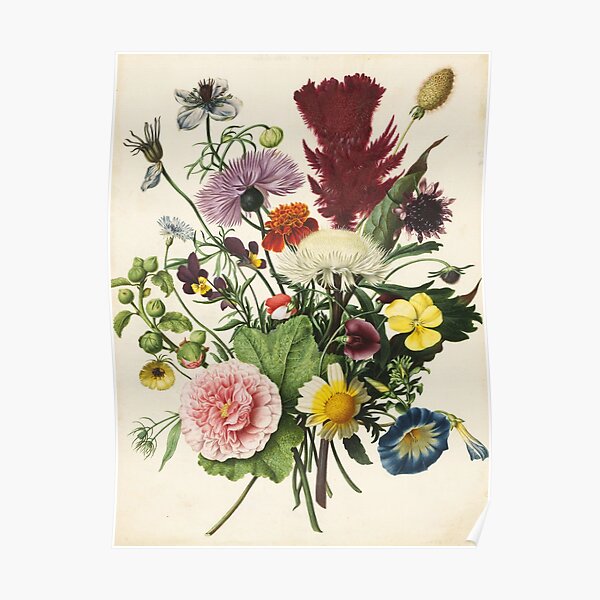 Nog steeds Verdeel Cilia BOUQUET OF FLOWERS, Carnations,Daisies, Morning Glories" Poster for Sale by  BulganLumini | Redbubble