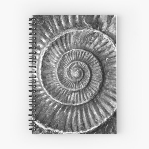 Item preview, Ammonite Fossil designed and sold by fizzypoptees.