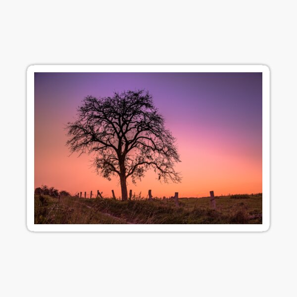 Ombre d’arbre et coucher de soleil en prairie Sticker