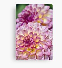 Purple dahlia flowers Canvas Print