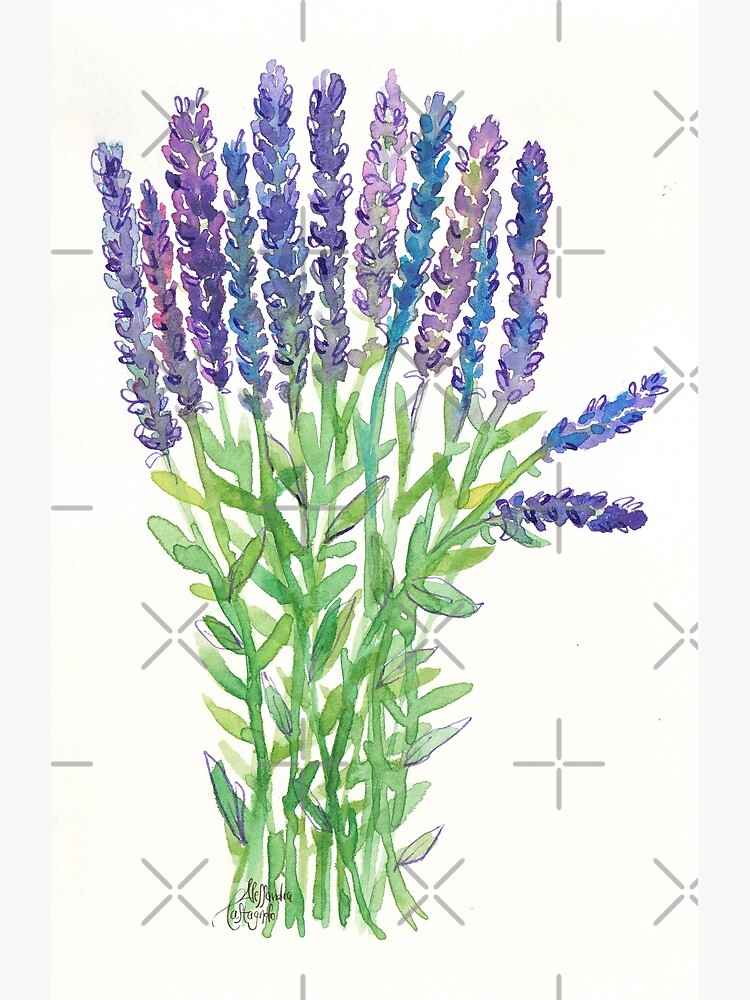 Lavender selling watercolor & ink floral