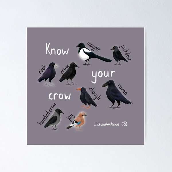 Item preview, Know your Crow designed and sold by Elliestrations.