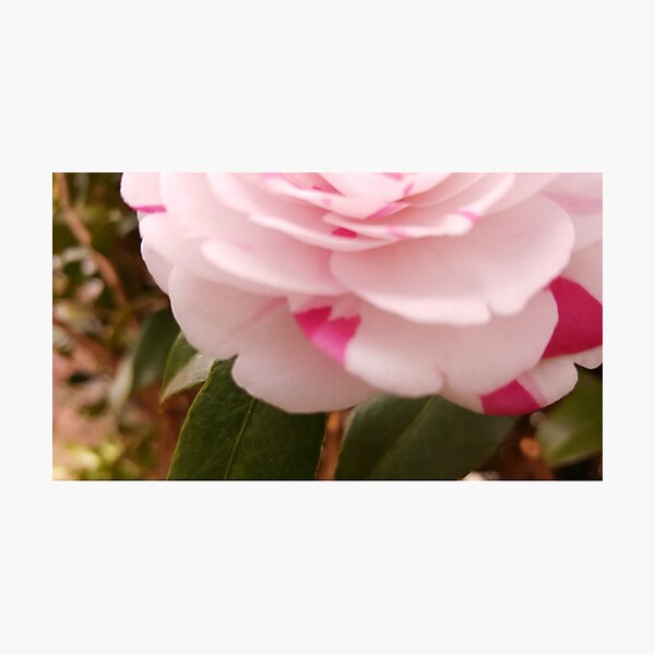 Camellia bloom Photographic Print