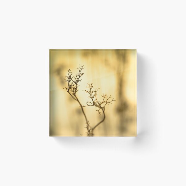 Item preview, Shadow of plant, condolence card designed and sold by Stéphane  Thirion.