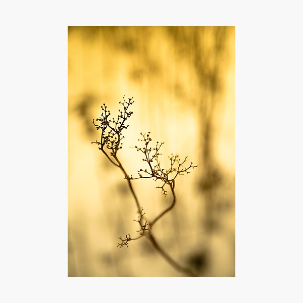 Item preview, Shadow of plant, condolence card designed and sold by Stéphane  Thirion.