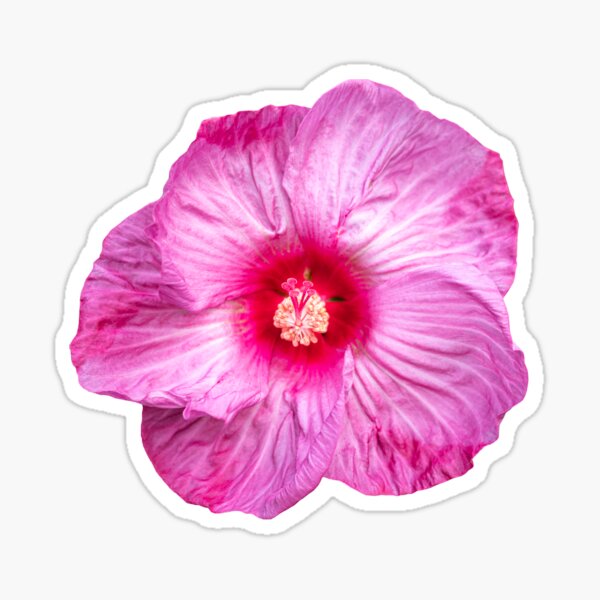 Hibiscus Rosa Sinensis Stickers for Sale | Redbubble