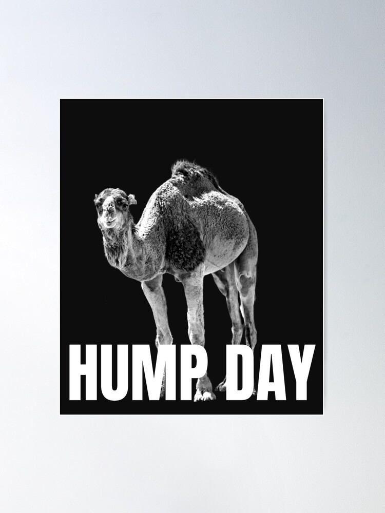 Wednesday Hump Day Camel