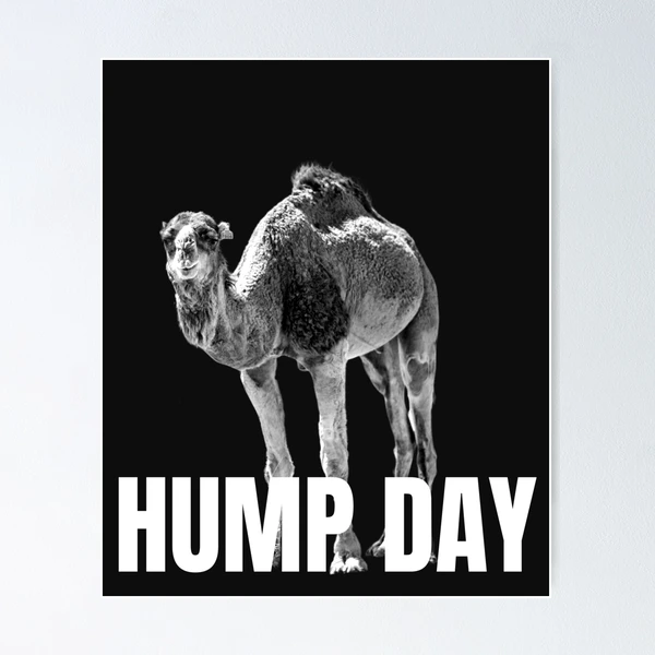 Wednesday Hump Day Camel