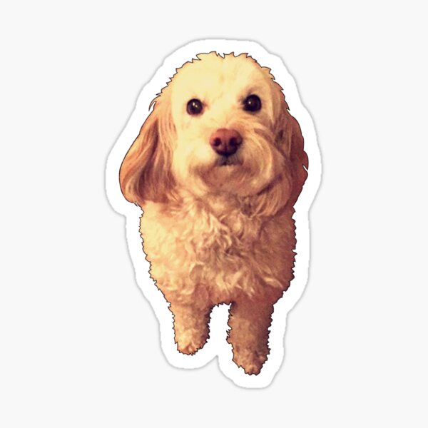 Cockapoo Welpen Geschenke Merchandise Redbubble