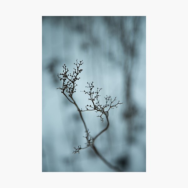 Shadow of plant, condolence card blue background Photographic Print