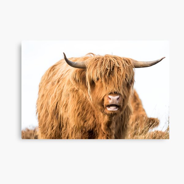 Raspberry Cow Photographic Print for Sale by Jane Stanley