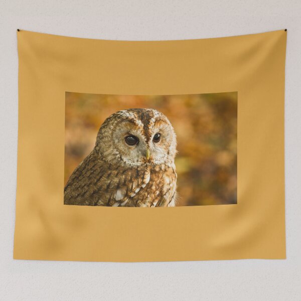 Item preview, Tawny Owl in Autumn Woodland designed and sold by Jane Stanley Photography.