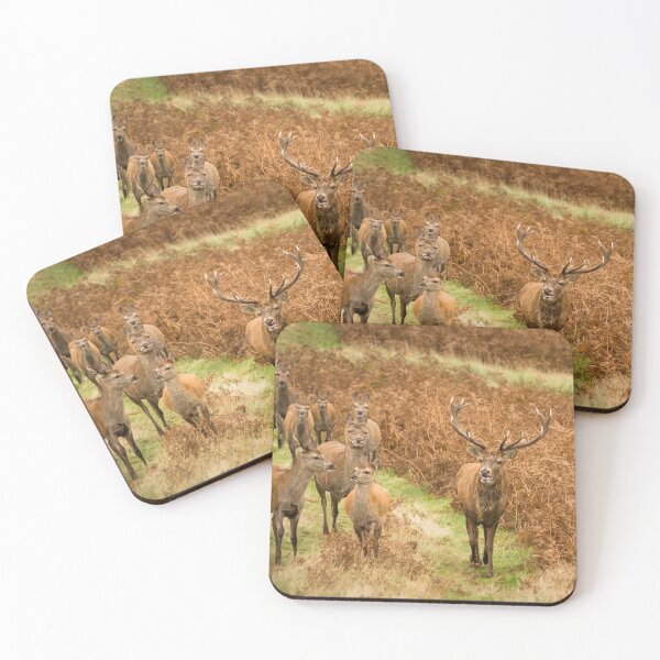 Item preview, Red Deer Stag and His Herd designed and sold by Jane Stanley Photography.