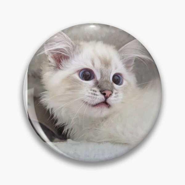Item preview, Ragdoll kitten designed and sold by Fluffycat2020.