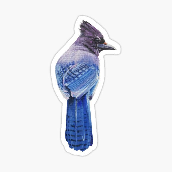 Steller's Jay - bird painting (no background) Sticker