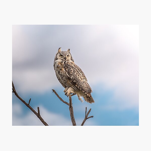 Great Horned Owl on a stick Photographic Print