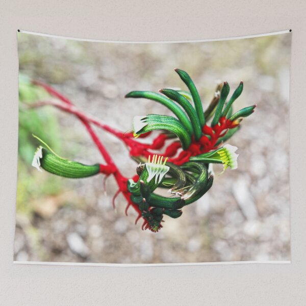Item preview, Kangaroo Paw designed and sold by evolutionx.