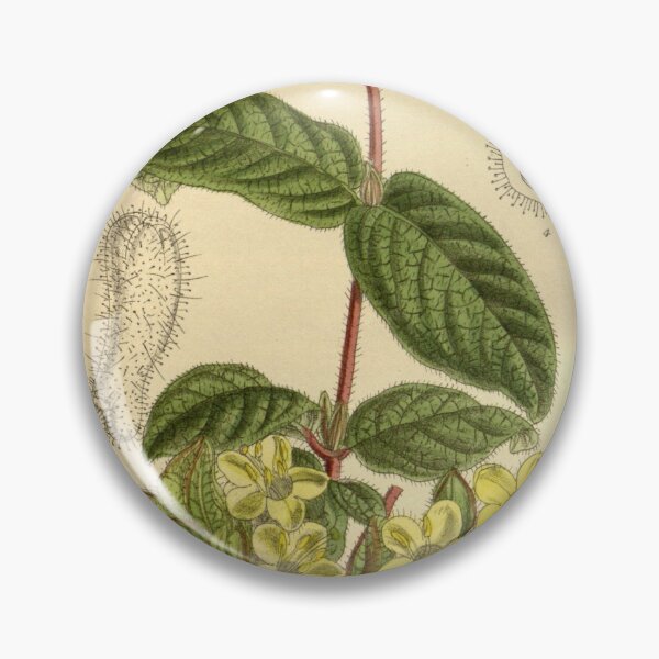 Item preview, Lonicera chaetocarpa 145 8804 designed and sold by EsotericBotanic.