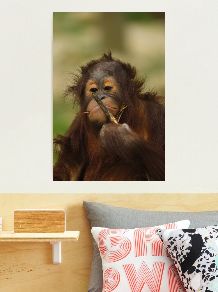 Funny Orangutan Baby Girl Photographic Print for Sale by rawshutterbug