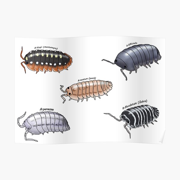 Isopod sticker pack 1 Poster