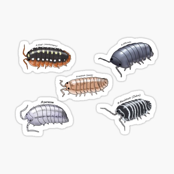 Isopod sticker pack 1 Sticker