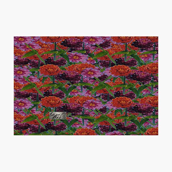 Zinnia Flower, Botanical Flowers, Floral Garden, Pink Red Photographic Print
