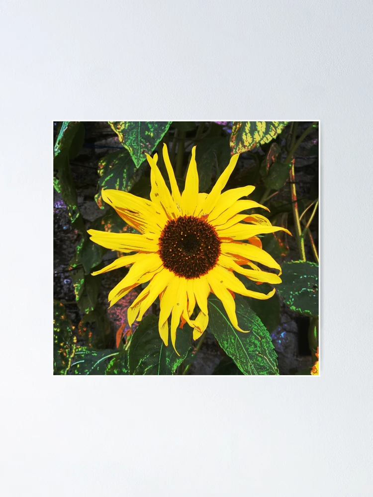 Thumbnail 1 of 3, Poster, Bright and Bold Sunflower designed and sold by DesignsofNote.