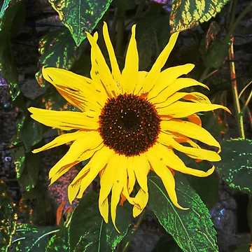 Artwork thumbnail, Bright and Bold Sunflower by DesignsofNote