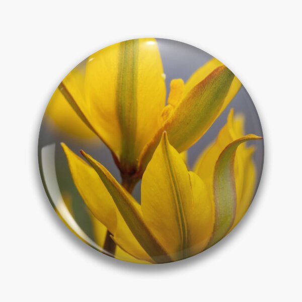 Item preview, Tulipa biebersteiniana designed and sold by valezar.