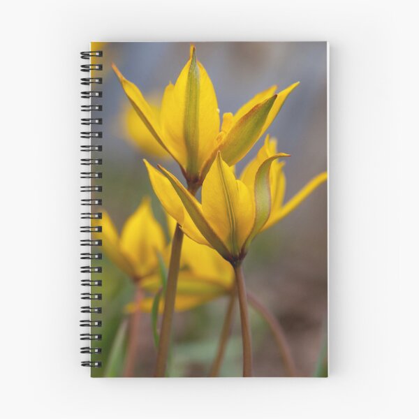 Item preview, Tulipa biebersteiniana designed and sold by valezar.