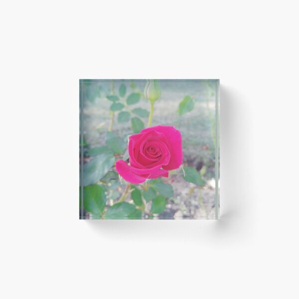 Item preview, Beautiful red rose and a bud designed and sold by helenkaiy.
