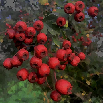 Artwork thumbnail, Red Berries Impressionist Autumn by DesignsofNote