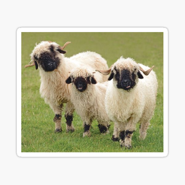Swiss Valais Blacknose Sheep Sticker
