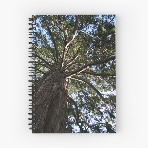 Item preview, The Wellingtonia designed and sold by coffeebean.