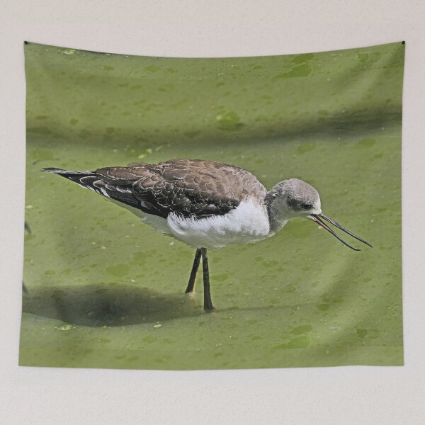 Item preview, r2449/ 3 parc-ornithologique-de-st-hilaire-la-palud- échasse blanche-  2020 par Okaio Créations - Olavia-Olao    designed and sold by o.okaïo.