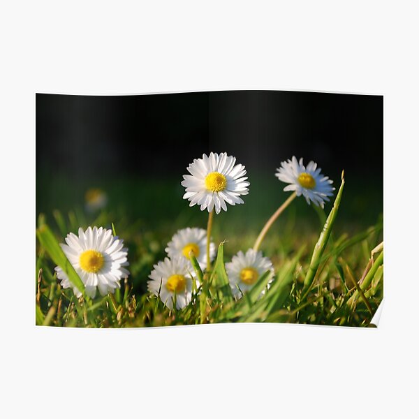 Daisies Poster